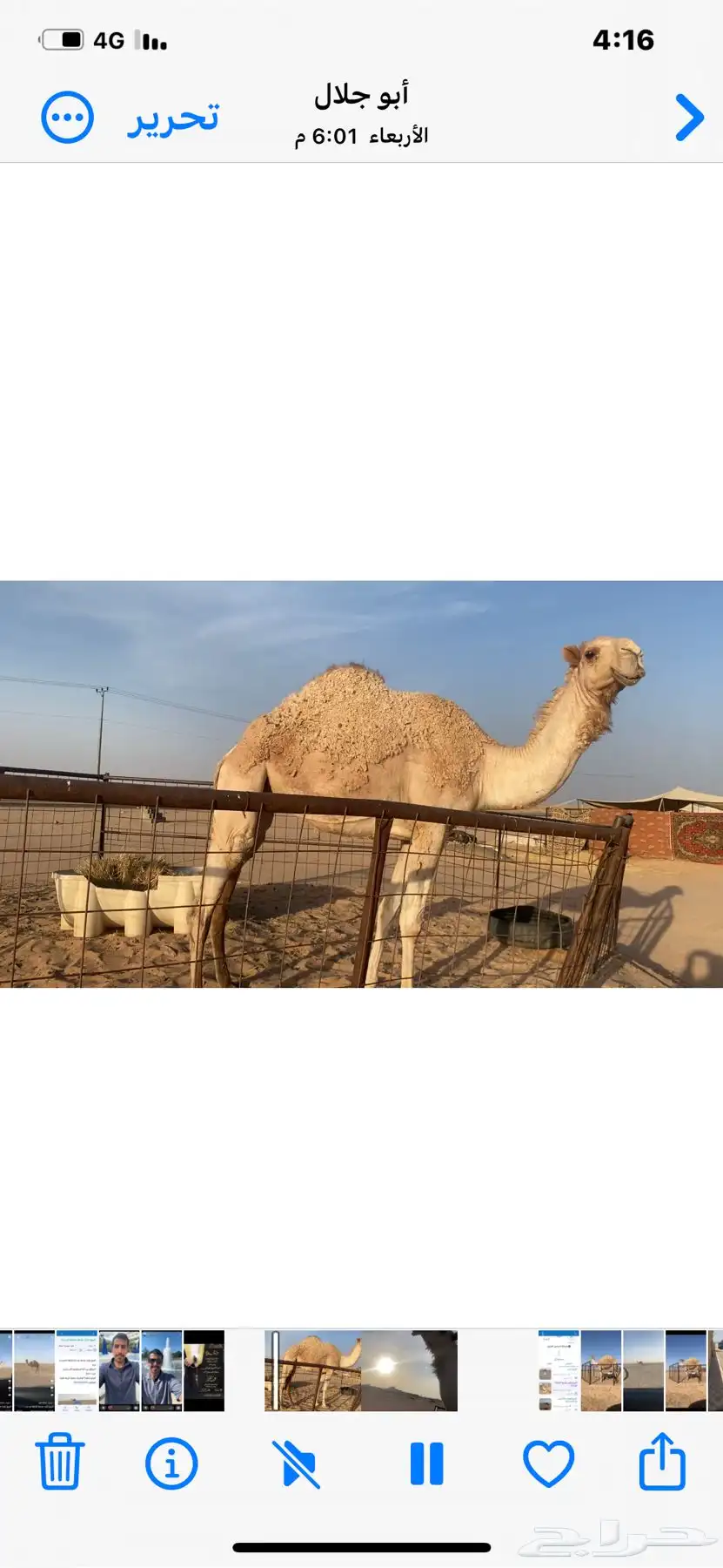 للبيع بكره جذعه طيبه شقحاء سليمه شرط 4