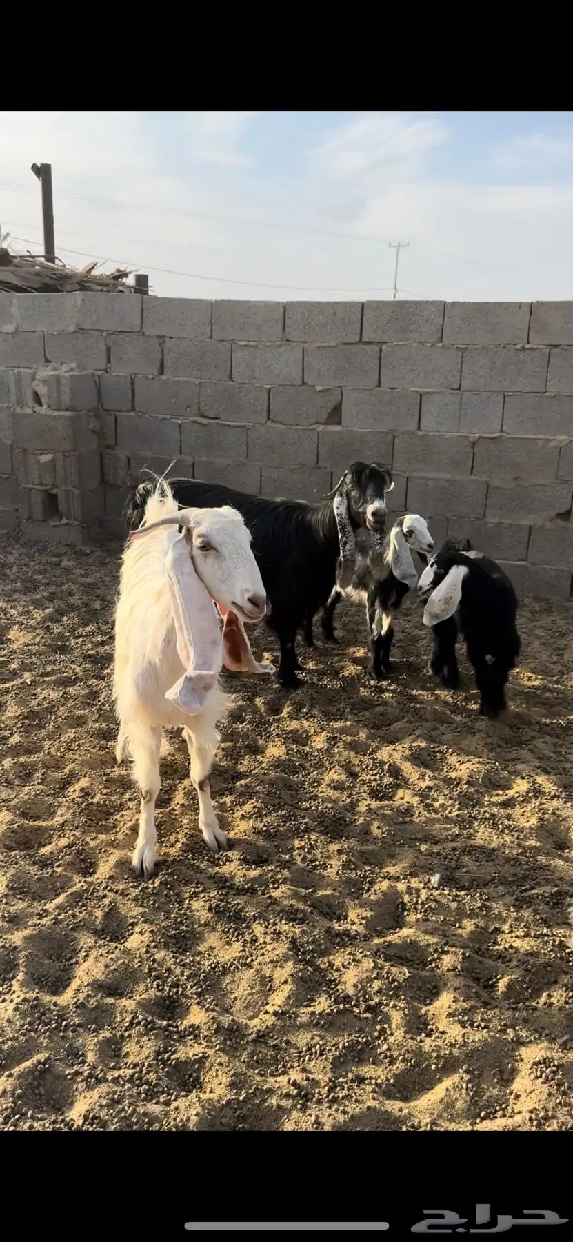معزا متابيع 3 تحتها 4 وادي الدواسر السليل 2