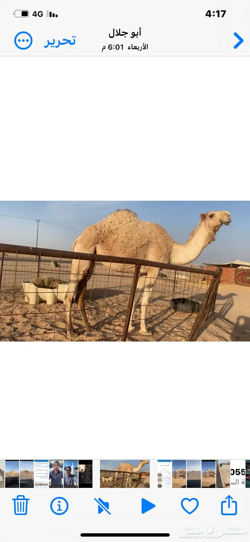 للبيع بكره جذعه طيبه شقحاء سليمه شرط 3