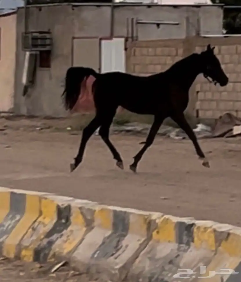 حصان شعبي العمر سنتين وشهر 3