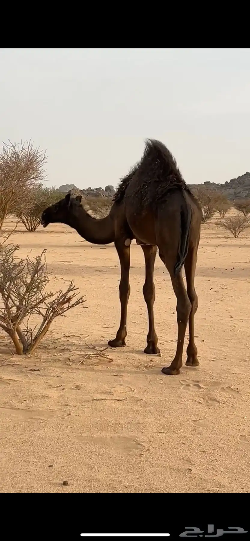 حاشي قعود 0