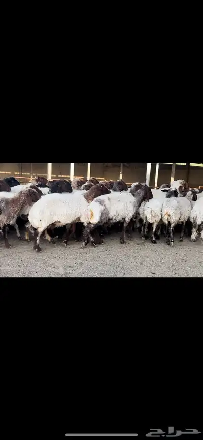 غنم نعيم مراح للبيع 1