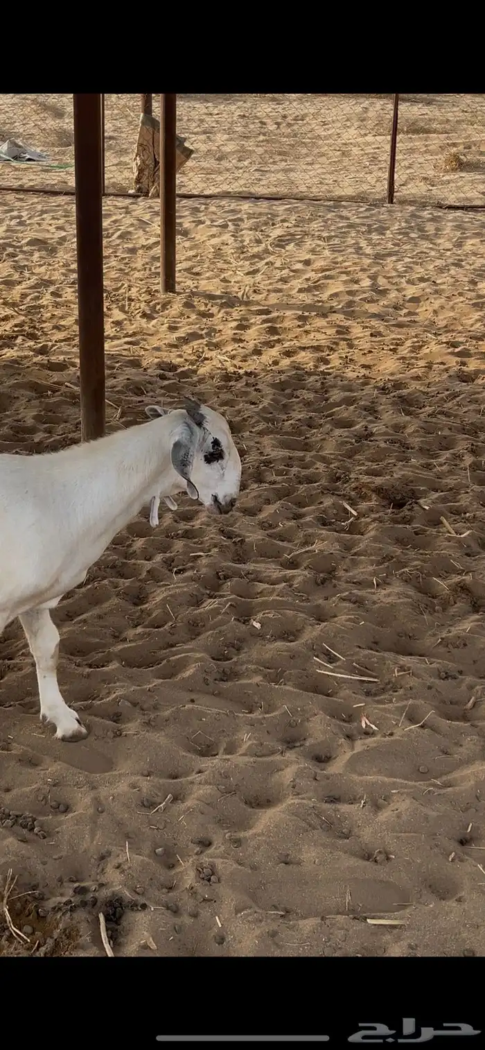 مشروع فحل بيشي 2