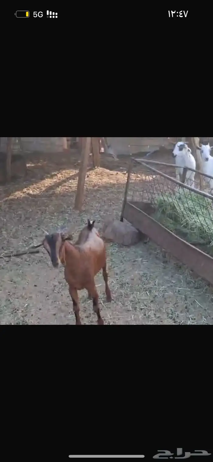 تيوس بلديه ع الشرط فل شحم تابي وتمارا 1