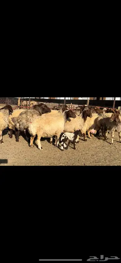 غنم نعيم شرط الدفيع 22 راس 8
