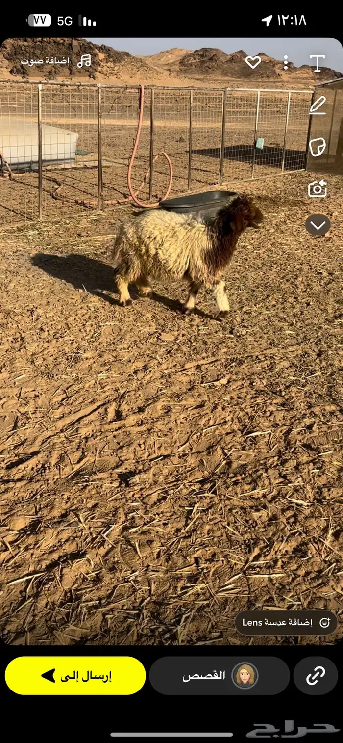 ذبايح العدد 3 حري ونعيمي بريات 0