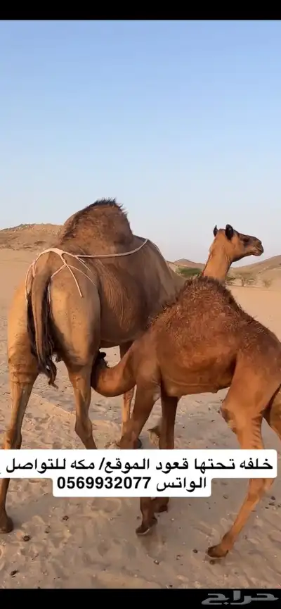 خلفه ساحليه(( تم البيع )) 1