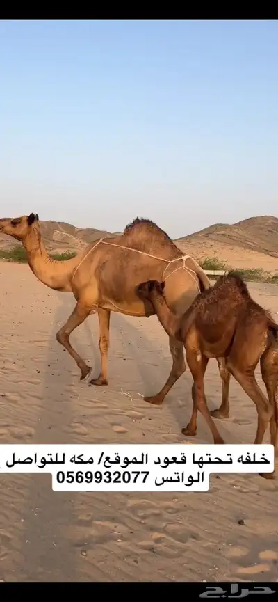 خلفه ساحليه(( تم البيع )) 2