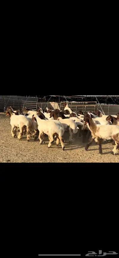 جذعات نعيم مقنوي فاخرة للبيع 1