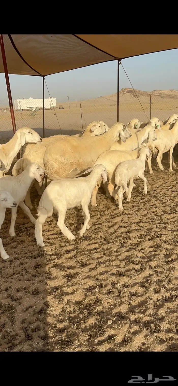 غنم حريات خلفات العدد 29 تحتها 29 صنف جروم حرش 4