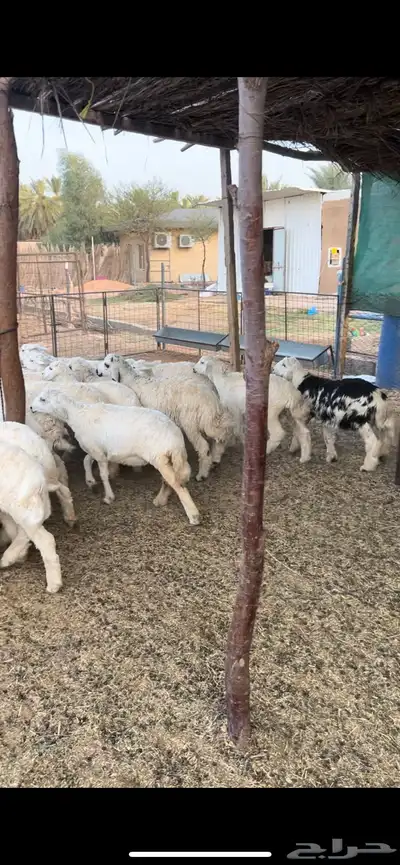 هرافي جمله و(تفريد) 0