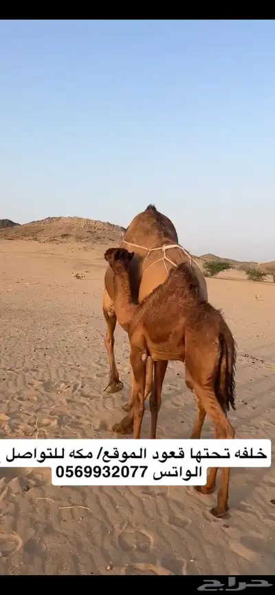 خلفه ساحليه(( تم البيع )) 6