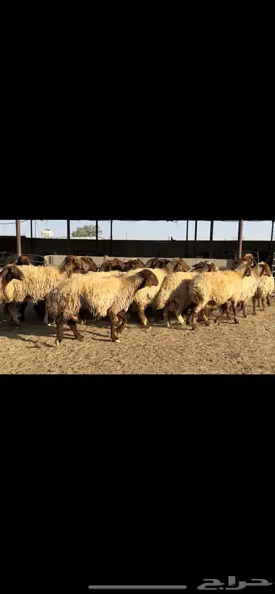 غنم نعيم شرط الدفيع 22 راس 2