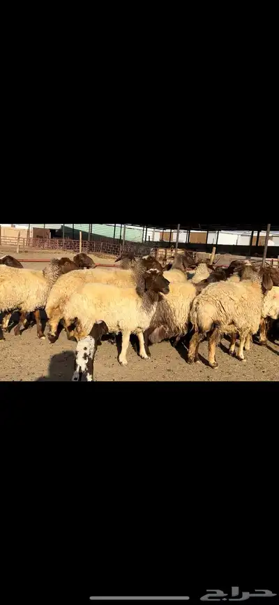 غنم نعيم شرط الدفيع 22 راس 6