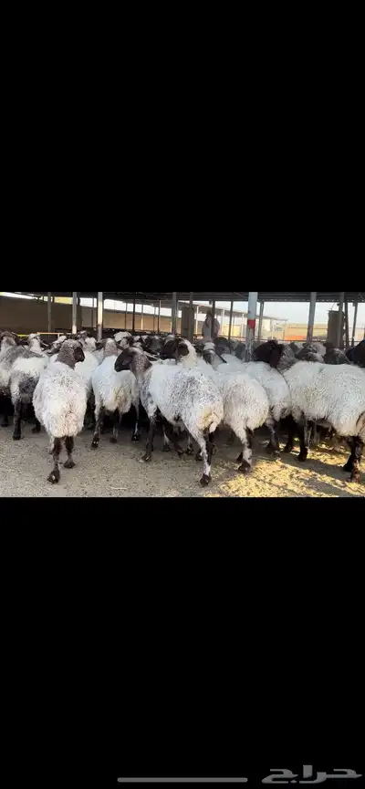 غنم نعيم مراح للبيع 5
