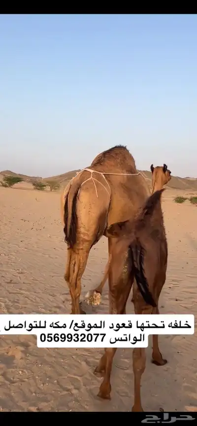 خلفه ساحليه(( تم البيع )) 9