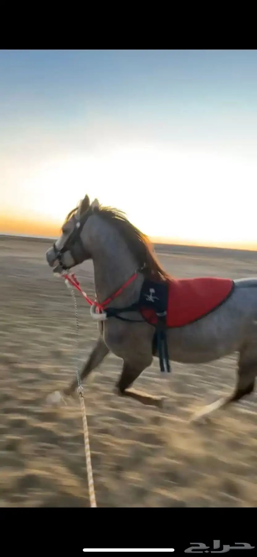حصان 6