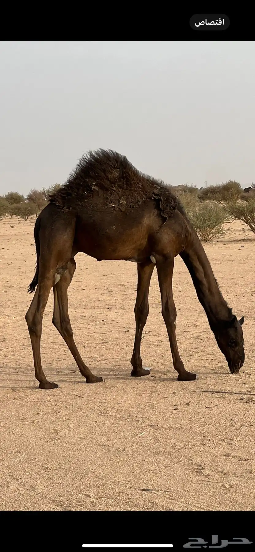 حاشي قعود 1
