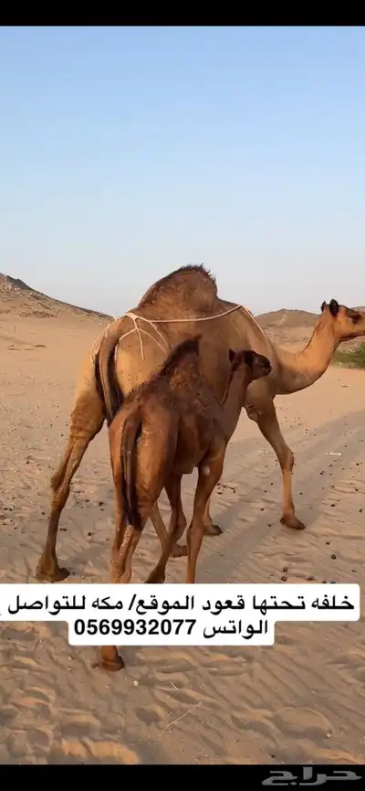 خلفه ساحليه(( تم البيع )) 3