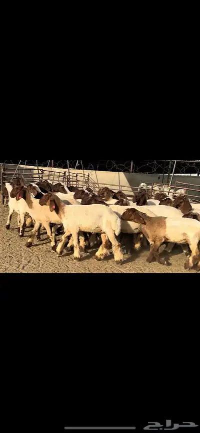 جذعات نعيم مقنوي فاخرة للبيع 7