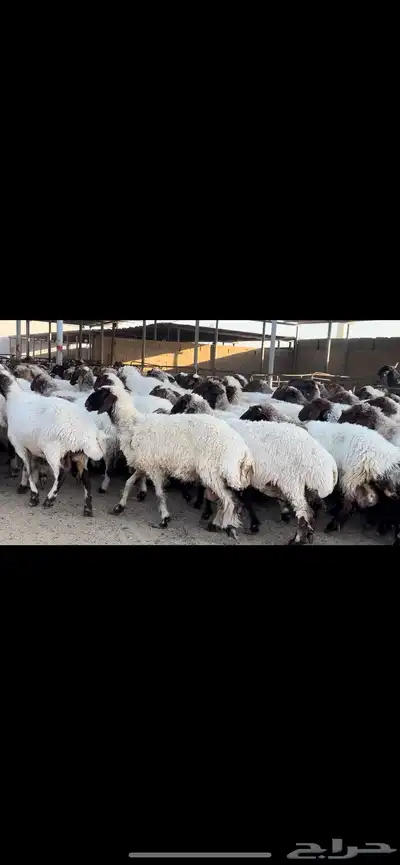 غنم نعيم مراح للبيع 3