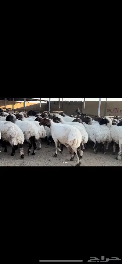 غنم نعيم مراح للبيع 0