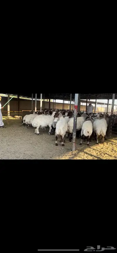 غنم نعيم مراح للبيع 4