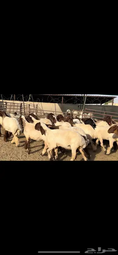 جذعات نعيم مقنوي فاخرة للبيع 6
