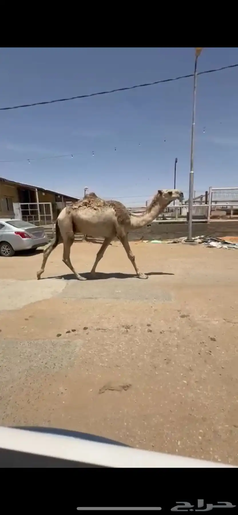 قعود 0
