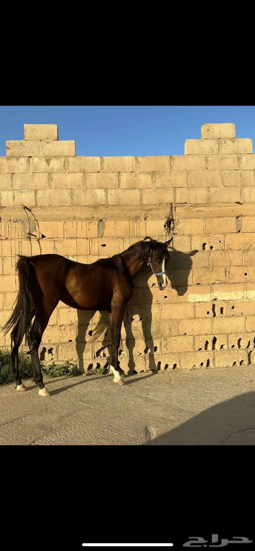 حصان شعبي العمر سنتين وشهر 0