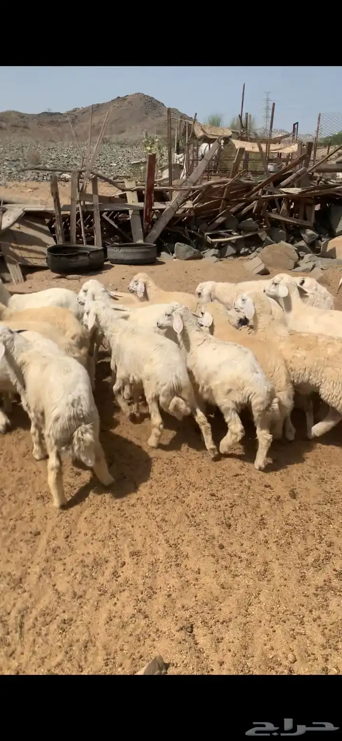 طليان و رخال حري للبيع جمله و تفريد 0