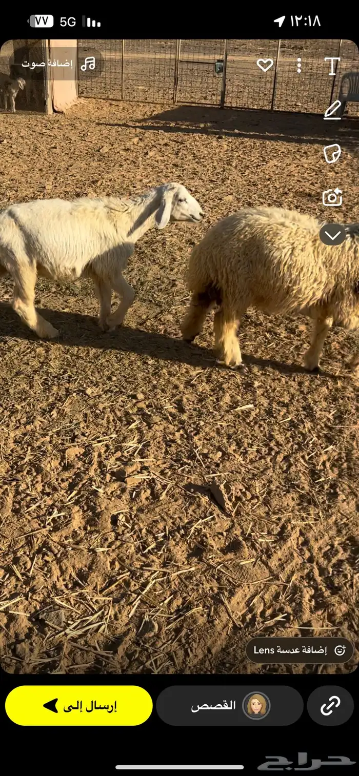 ذبايح العدد 3 حري ونعيمي بريات 1