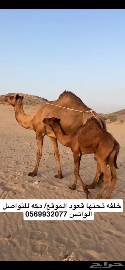 خلفه ساحليه(( تم البيع )) 8