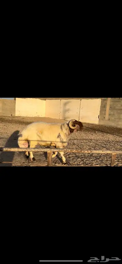 فحول نعيم مقنوي وصنف للبيع 1