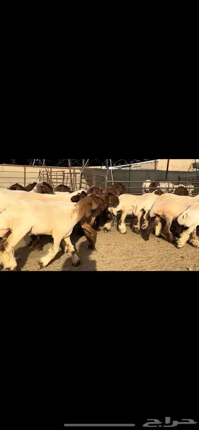 جذعات نعيم مقنوي فاخرة للبيع 8