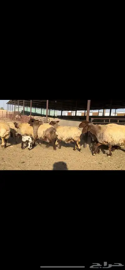 غنم نعيم شرط الدفيع 22 راس 4