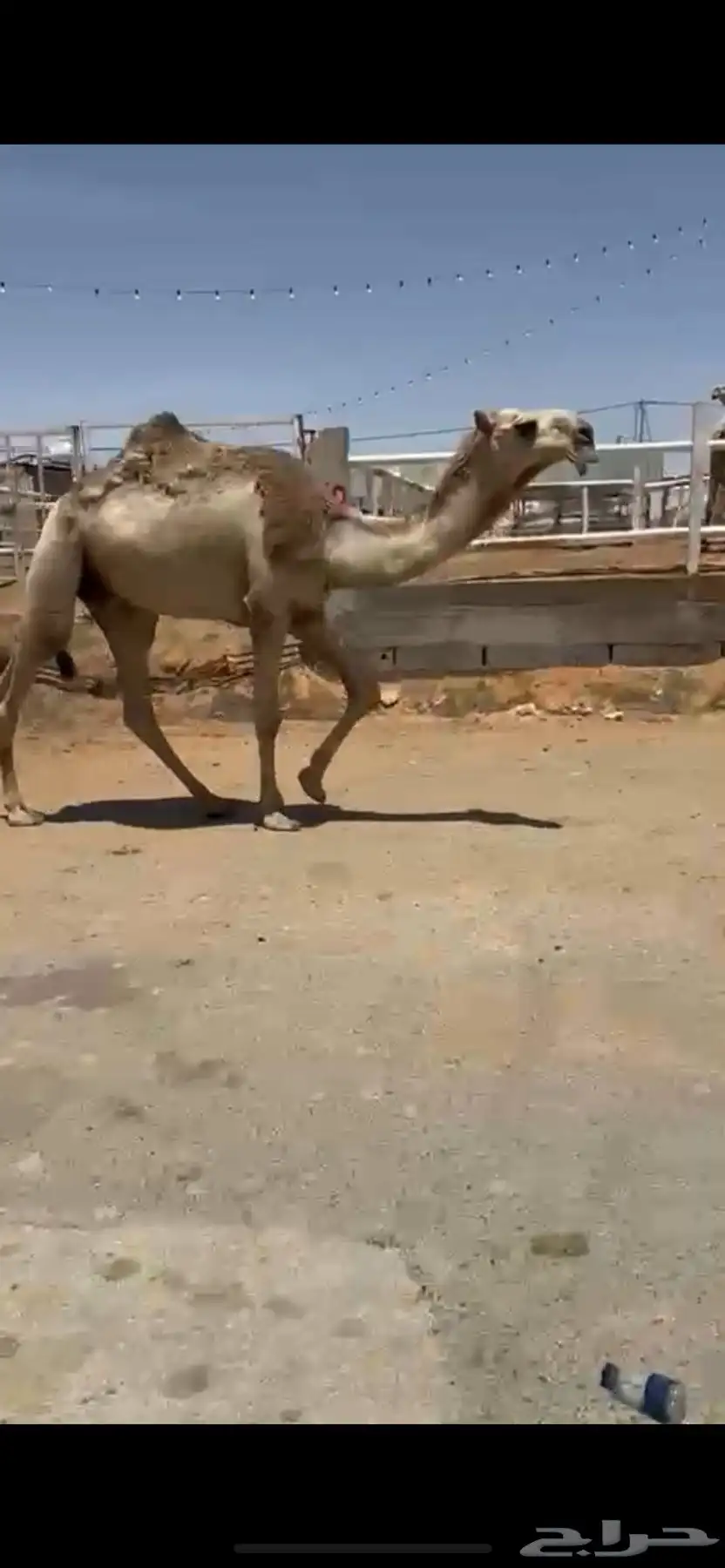 قعود 1