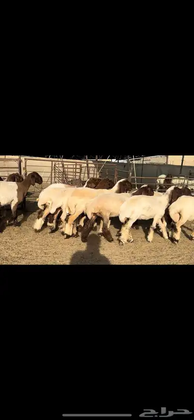 جذعات نعيم مقنوي فاخرة للبيع 0