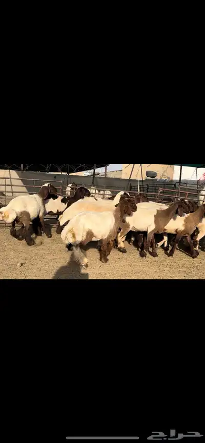 جذعات نعيم مقنوي فاخرة للبيع 4