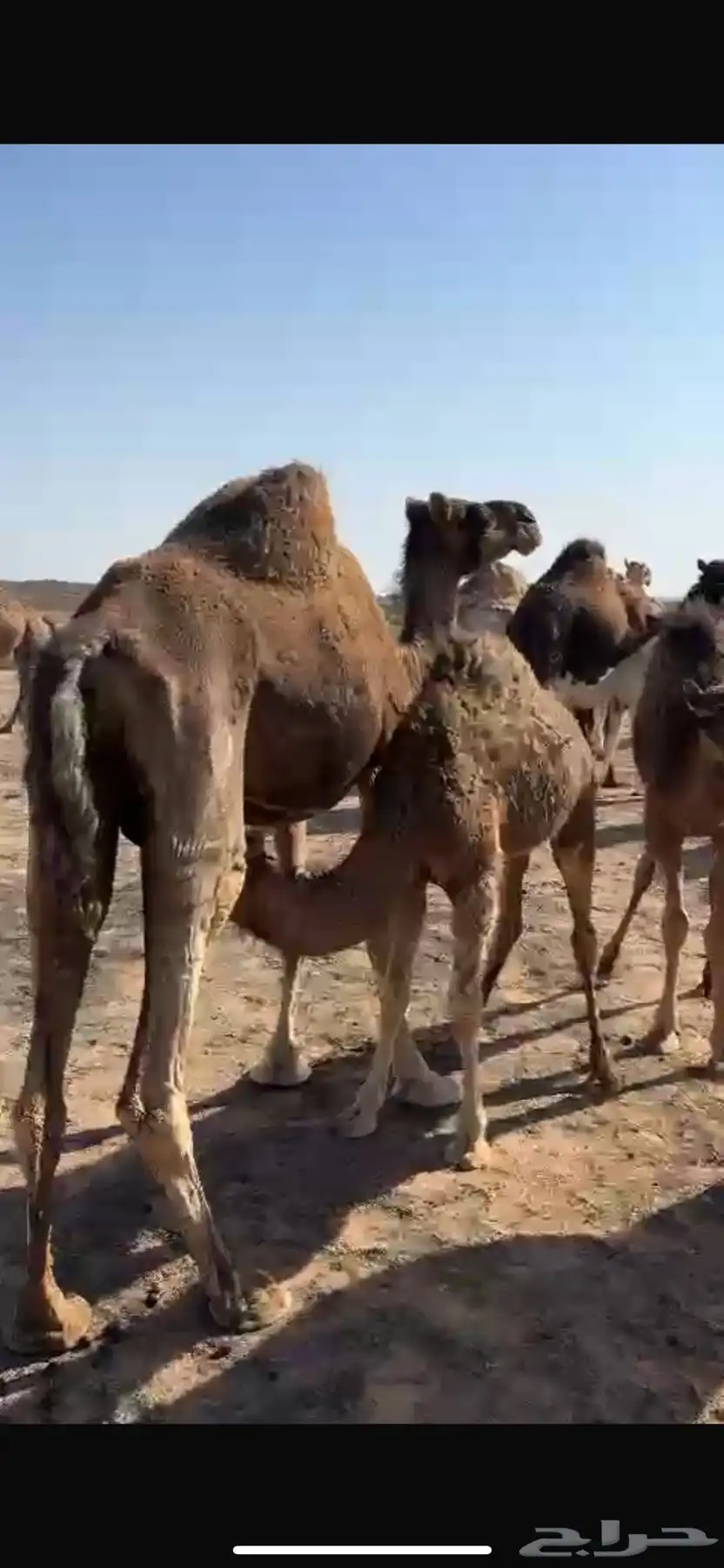 ناقه 0