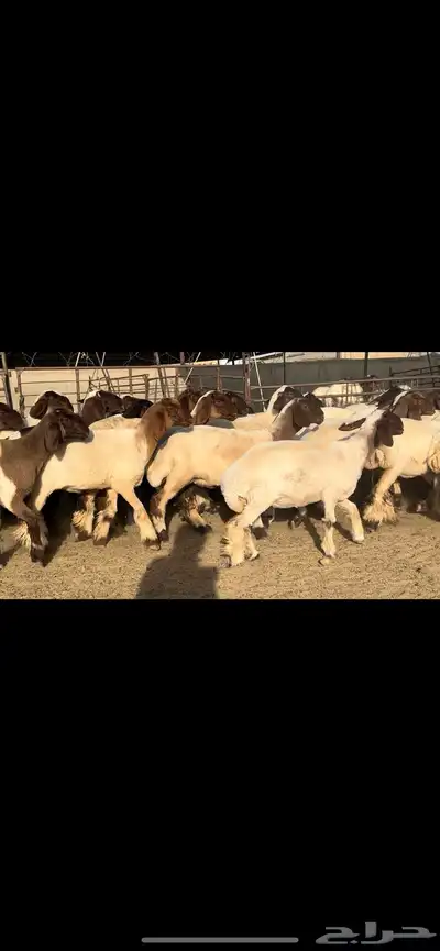 جذعات نعيم مقنوي فاخرة للبيع 10