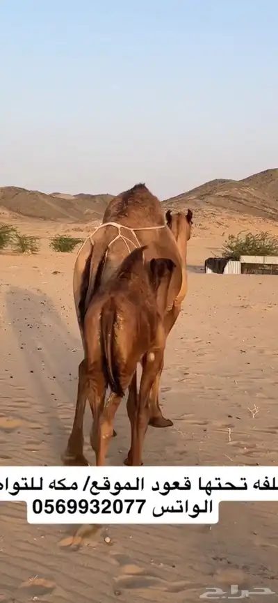 خلفه ساحليه(( تم البيع )) 0