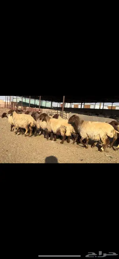 غنم نعيم شرط الدفيع 22 راس 0