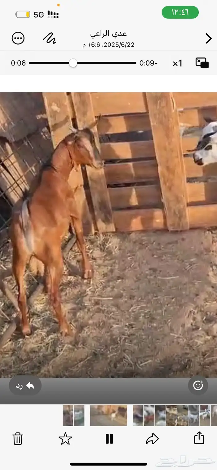 تيوس بلديه ع الشرط فل شحم تابي وتمارا 0