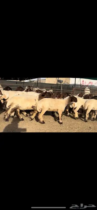 جذعات نعيم مقنوي فاخرة للبيع 3