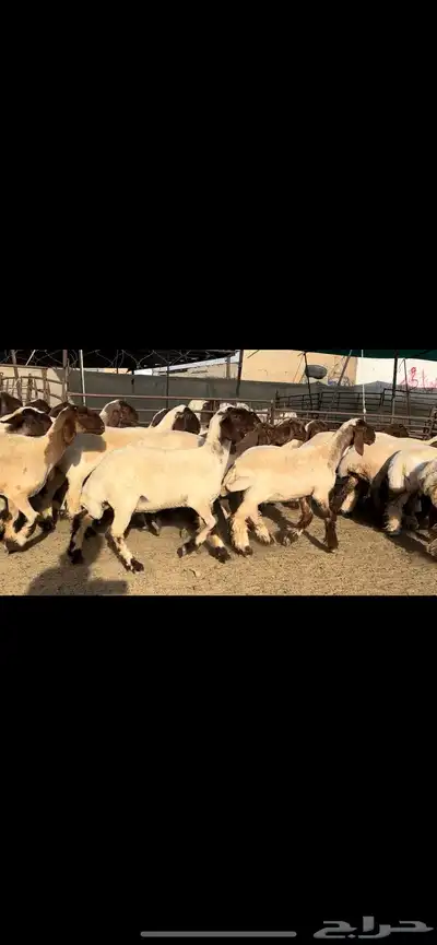 جذعات نعيم مقنوي فاخرة للبيع 2