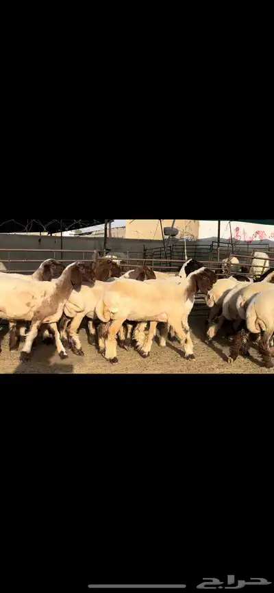 جذعات نعيم مقنوي فاخرة للبيع 9