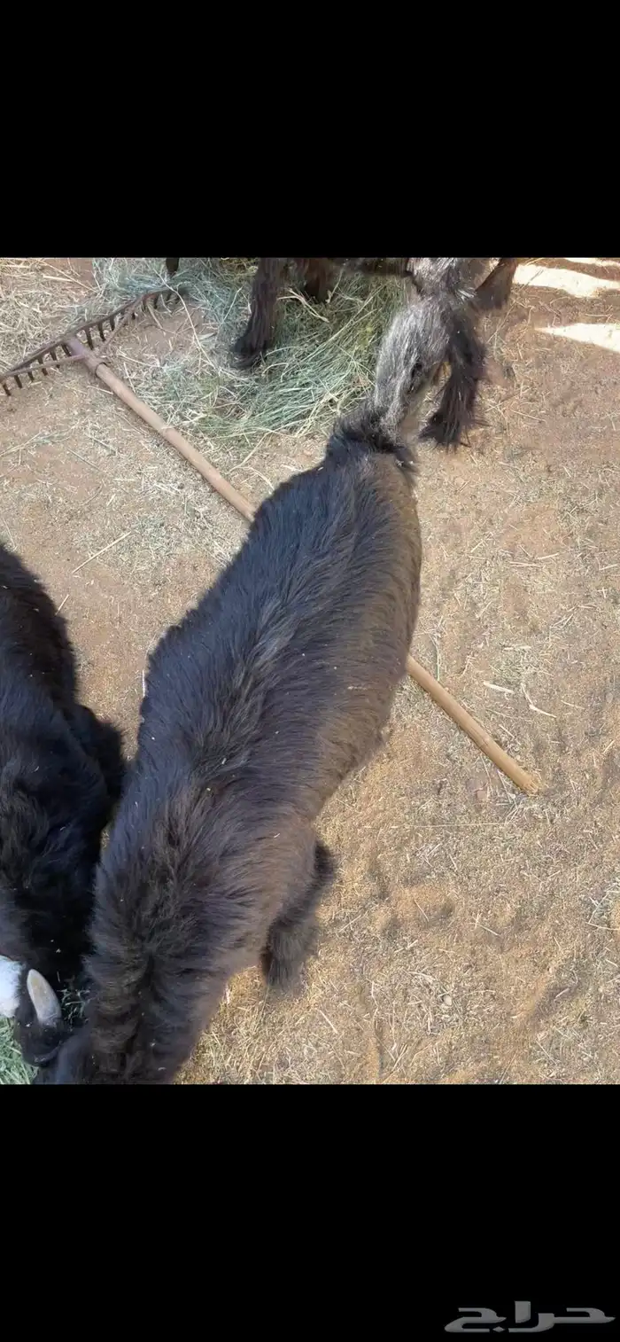 للبيع تيوس 6