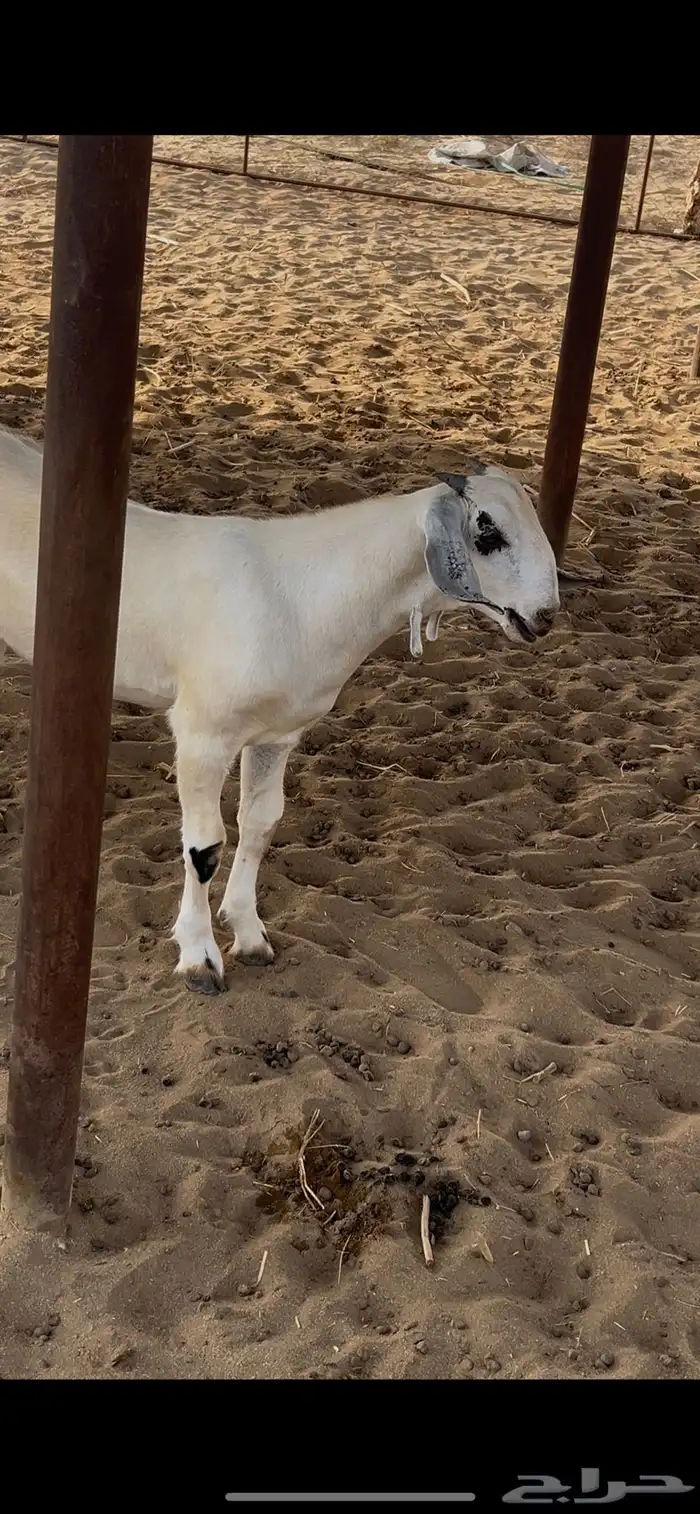 مشروع فحل بيشي 1