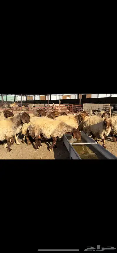 غنم نعيم شرط الدفيع 22 راس 1